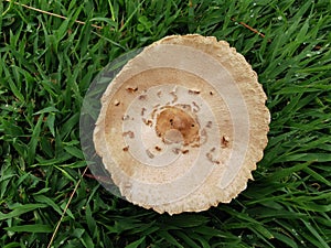 Magic mushroom or shrooms, naturally  grow from ground
