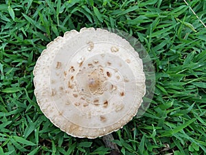 Magic mushroom or shrooms, naturally  grow from ground