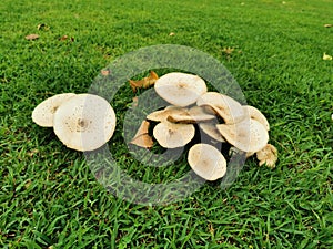 Magic mushroom or shrooms, naturally  grow from ground