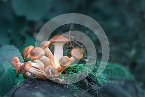 Magic Mushroom stock images. A group of magic mushrooms. photo