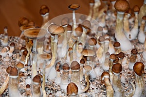 Magic Mushroom stock images