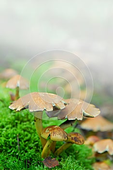 Magic mushrooms fog