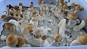 Magic Mushrooms Growing In Monotub Penis Envy Mushrooms in Monotub