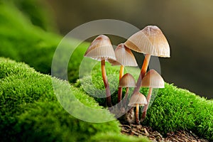 Magic mushrooms growing on moss. Most probably Mycena galericulata