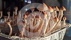 Magic Mushrooms Growing in Sun - Psychedelic Mushrooms