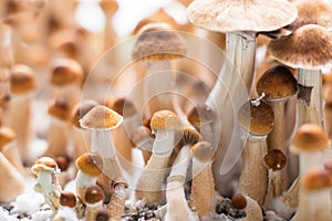 Magic mushrooms Psilocybin
