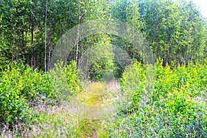 Magic and mysterious wild wood. High coniferous and deciduous trees. The pacified morning in the forest. Green background and land