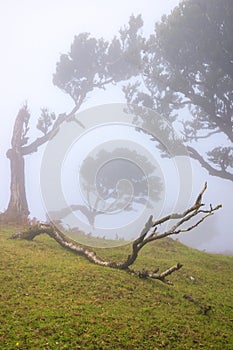 Mistico nebbioso da piegato alberi foresta foresta da 