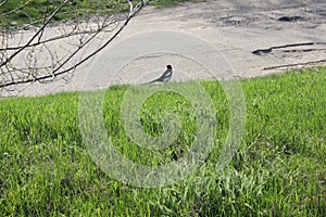 Magic pie on grassy surface in spring season in April