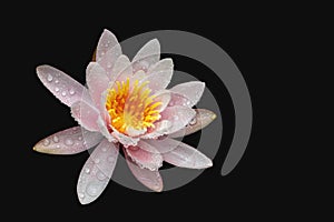 Magic pink beautiful water lily or lotus flower Marliacea Rosea isolated on black background