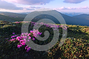 Magic pink rhododendron