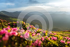 Magic pink rhododendron flowers blooming