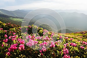 Magic pink rhododendron flowers covered summer mountain