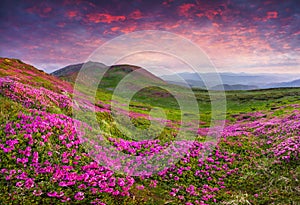 Magic pink rhododendron flowers in the mountains.