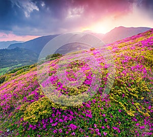 Magic pink rhododendron flowers in mountains.