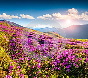 Magic pink rhododendron flowers in mountains.