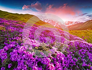 Magic pink rhododendron flowers in the mountains. Summer sunrise