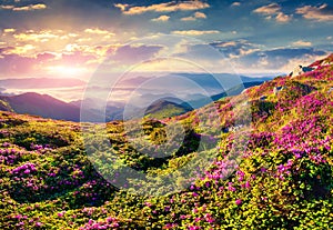 Magic pink rhododendron flowers in mountains. Summer sunrise
