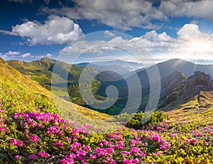 Magic pink rhododendron flowers in summer mountain