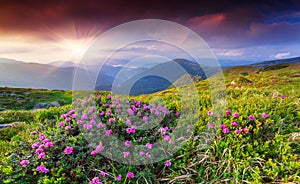 Magic pink rhododendron flowers in the summer mountain.