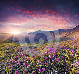 Magic pink rhododendron flowers in the summer mountain.