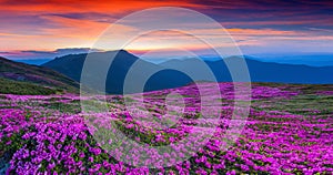 Magic pink rhododendron flowers on summer mountain.