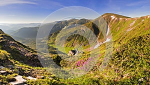 Magic pink rhododendron flowers on summer mountain. Dramatic scenery. Carpathian, Ukraine, Europe.