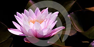 Magic pink water lily flower glowing in romantic moonlight