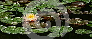 Magic pink water lily or lotus flower Perry`s Orange Sunset in garden pond. Close-up of spotted colorful leaves of Nymphaea