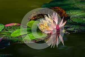 Magic pink water lily or lotus flower Perry`s Orange Sunset with spotty leaves. Petals of Nymphaea with water drops are reflected