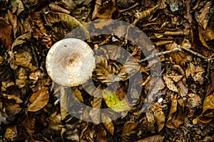 magic poisonous mushrooms with forest leaves