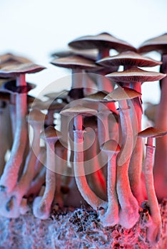 Hallucinogen psychoactive mushrooms photo