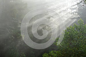 Magic Rays filtering through the forest