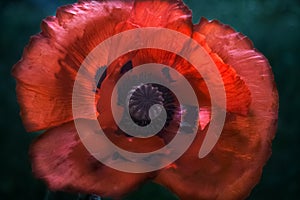 Magic red poppy