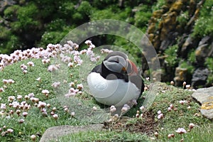 Magic seabird atlantic puffin sits between soft pink flowers and relaxes . Atlantic Puffin portrait face with full body image