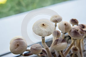 Magic shroom. Fungi hallucinogen. Fresh Psilocybin shroom. Psilocybin cubensis mushroom