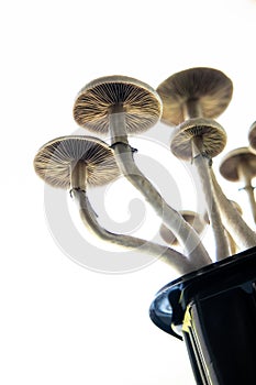 Magic shroom. Fungi hallucinogen. Growing Albino A strain. Medical research of psilocybin