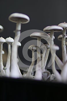 Magic shroom. Fungi hallucinogen. Hallucinogenic Psychedelic drug