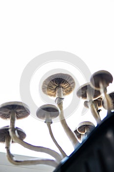 Magic shroom. Medical research of psilocybin . Fungi hallucinogen. Fresh Psilocybin shroom