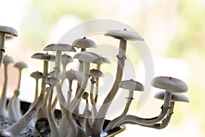 Magic shroom. Medical research of psilocybin . Fungi hallucinogen. Fresh Psilocybin shroom