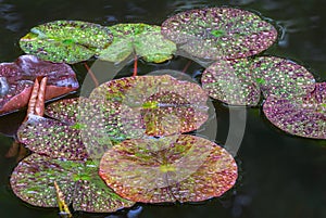 Magic spotted colorful leaves of water lily or lotus flower Perry`s Orange Sunset in garden pond. Amazing red, green Nymphaea leav