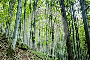 Magic spring forest