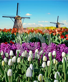 Primavera fiore letti un mulini a vento olanda Europa (armonia,, contemplazione 