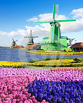 Magic spring landscape with flowers and patterns aerial Mill in Zaanse Shans, Netherlands, Europe harmony, relaxation, anti-