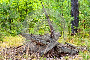 Magic stump in the Belarusian pine forest.