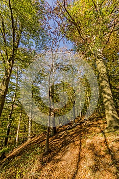 Magic sunny day of autumn with sunlight coming through the trees