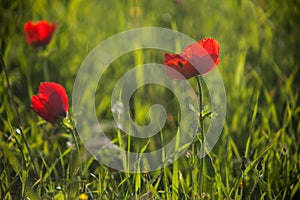 Magic sunlight on anemone meadow