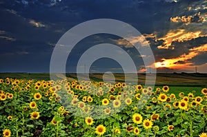 Magic sunset over sun flowers field