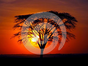 The Magic of Sunset and Tree