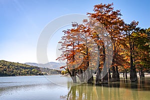 The magic of swamp cypress Taxodium distichum appears in the fall. The red and orange cypress needles are reflected in a turquoise